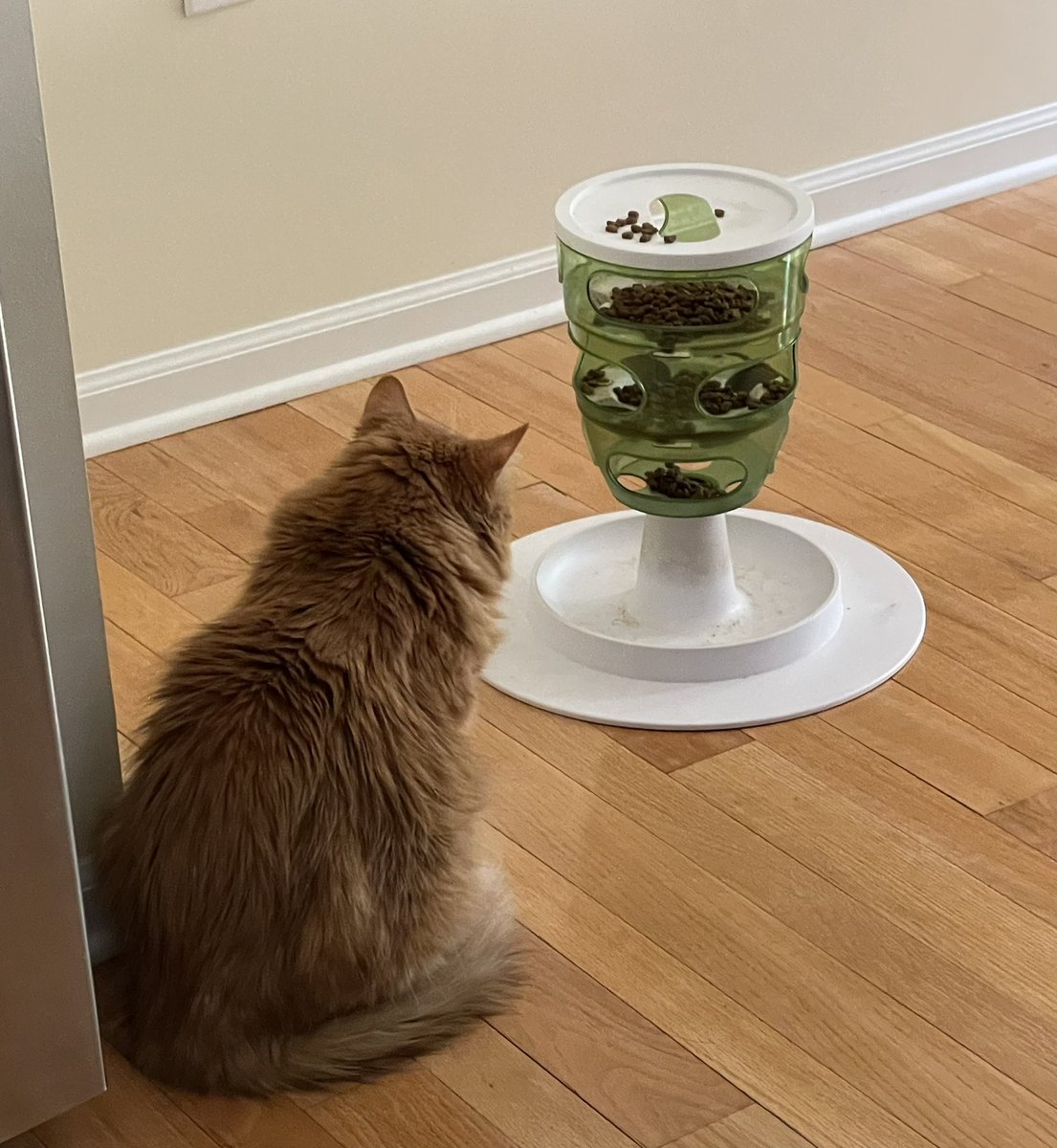 m_eleven's tweet image. Puffy trying to use her kitty mind control on the slow feeder. #slowfoodmovement #CatsOfTwitter #mindoverkibble
