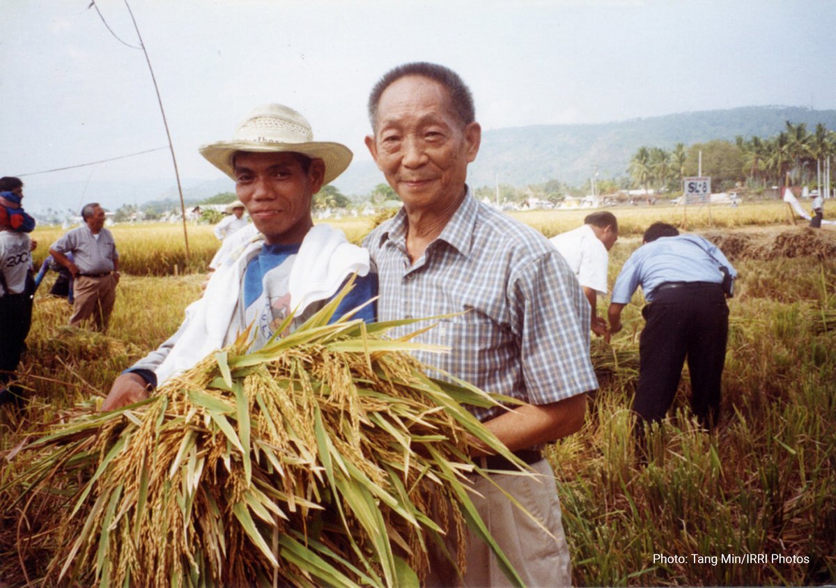 Yuan Longping holding a bunch of freshly cut rice of his invention.
