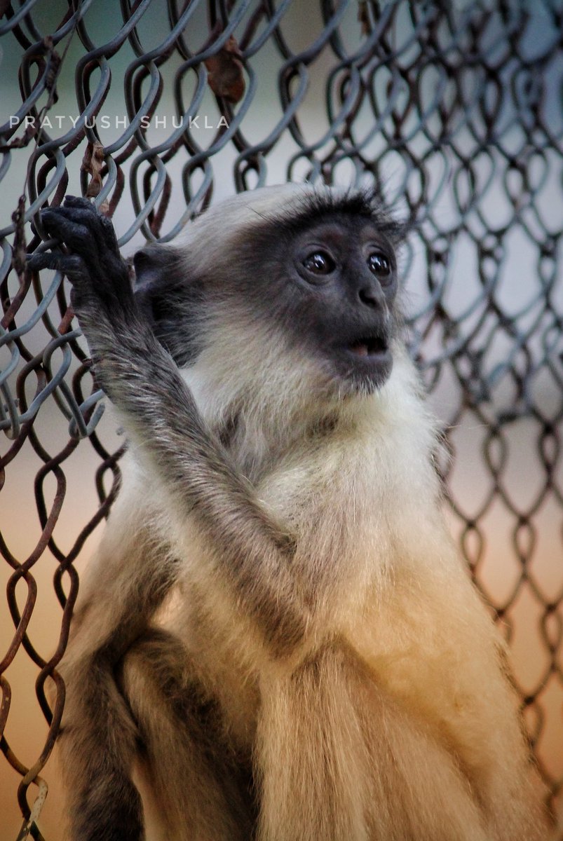 uk_whoo's tweet photo. #monkeyTwitter π· https://t.co/bE8pjdAsnd