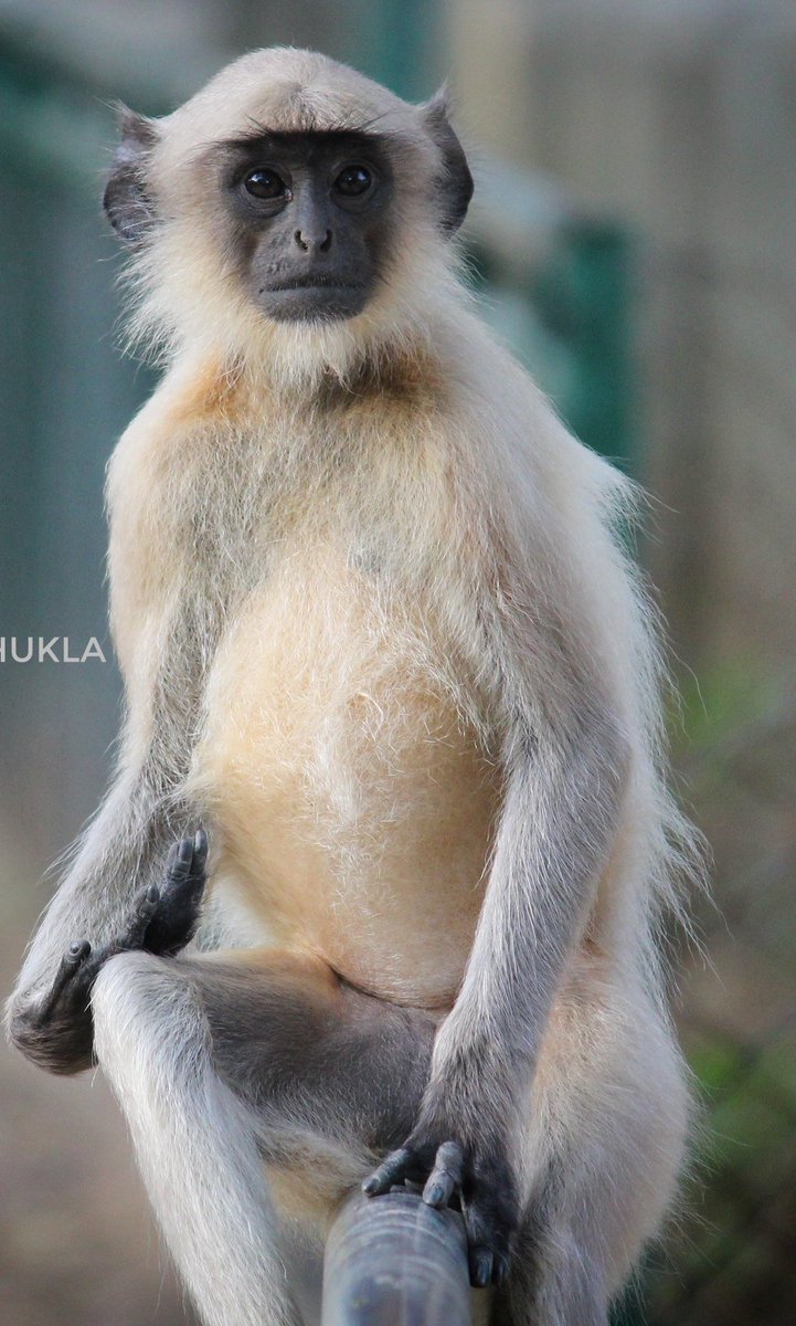 uk_whoo's tweet photo. #monkeyTwitter π· https://t.co/bE8pjdAsnd
