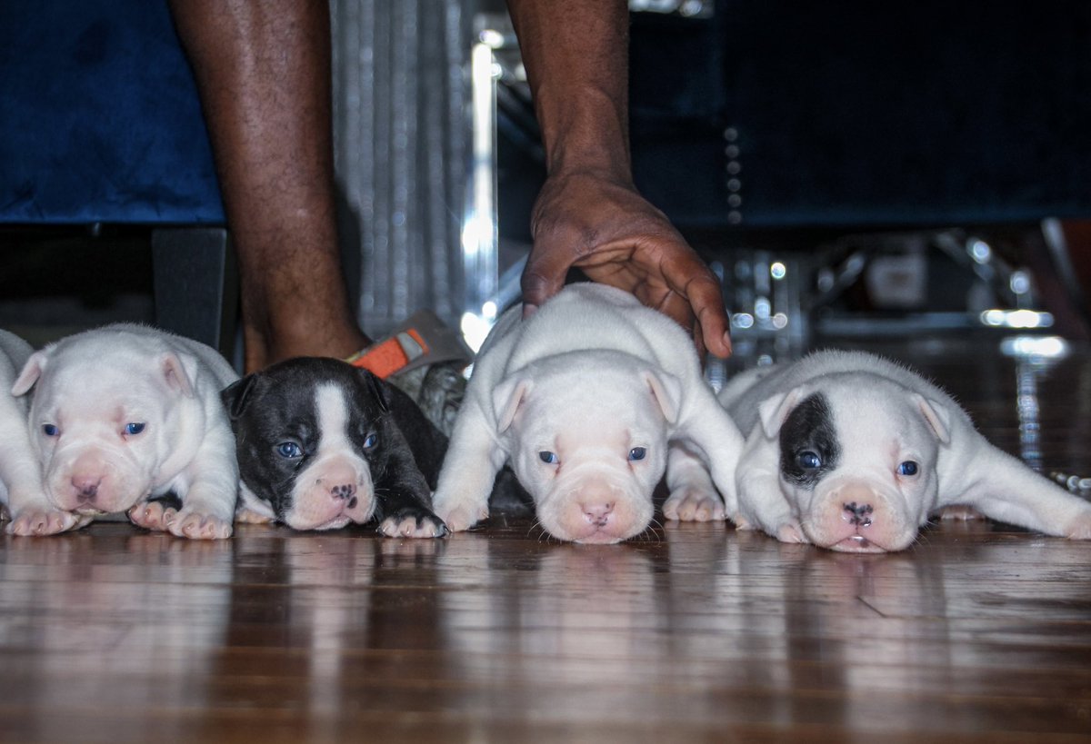 longliveturtle2's tweet image. “There’s a saying. If you want someone to love you forever, buy a dog, feed it and keep it around.”

Photos by me 

#abkc #abkcbully #abkcworldwide🌐 #abkcamericanbully #abkcstrong #abkcworldwide #abkcregistered #theabkc #abkcpuppies #ukc #ukcregistered #ukc