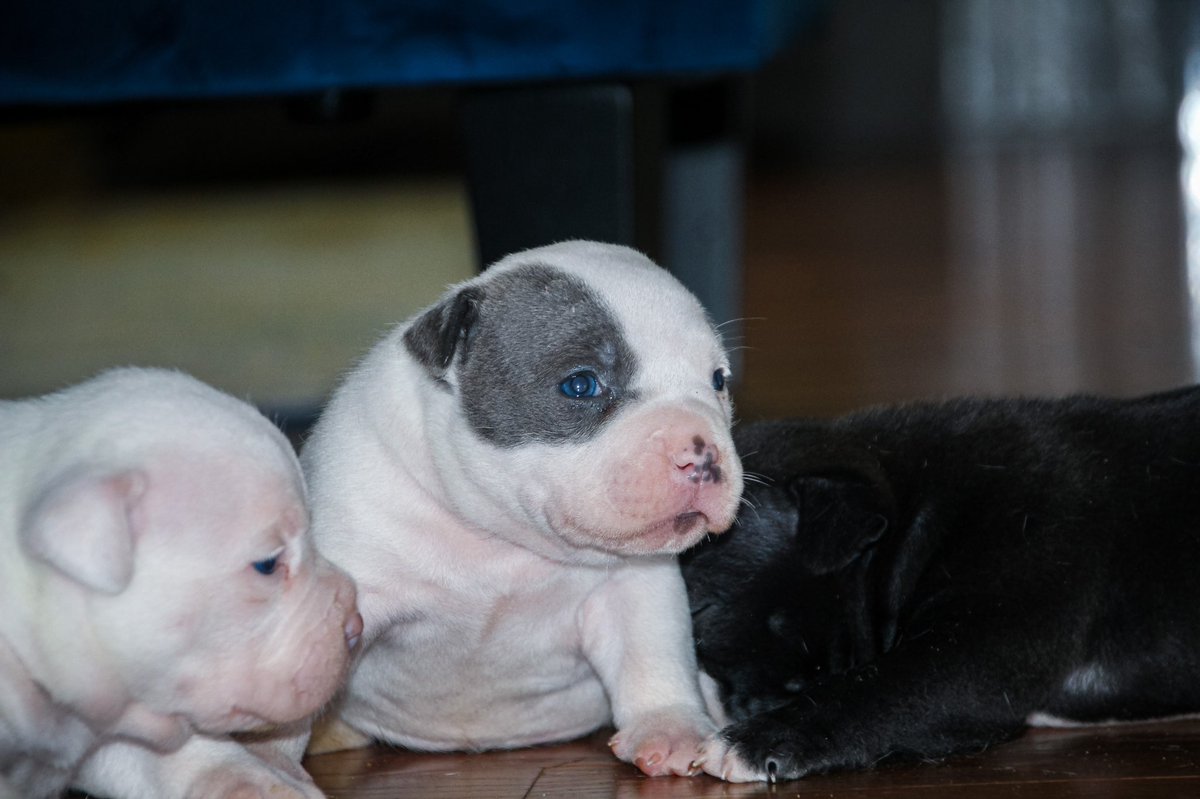 longliveturtle2's tweet image. “There’s a saying. If you want someone to love you forever, buy a dog, feed it and keep it around.”

Photos by me 

#abkc #abkcbully #abkcworldwide🌐 #abkcamericanbully #abkcstrong #abkcworldwide #abkcregistered #theabkc #abkcpuppies #ukc #ukcregistered #ukc