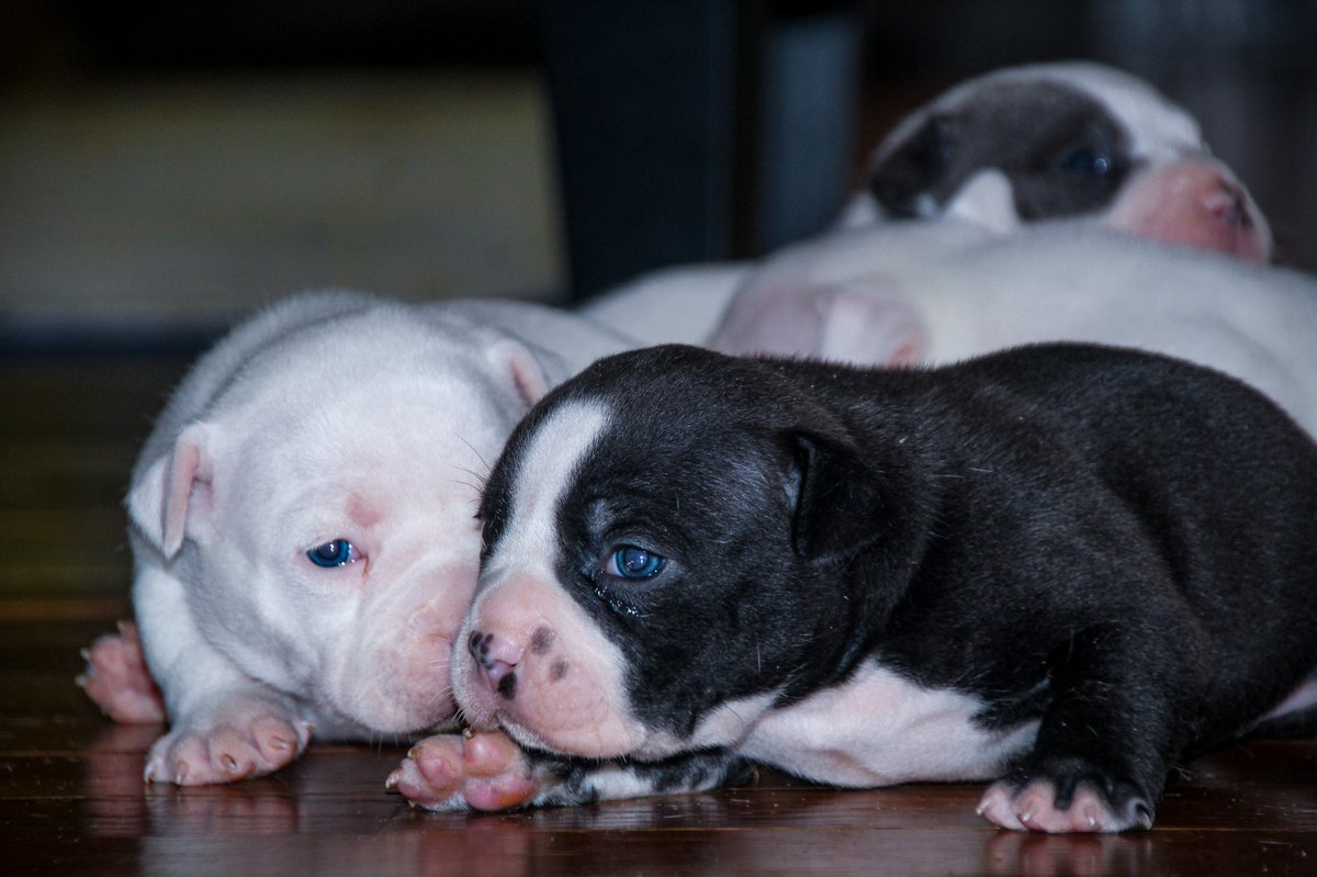 longliveturtle2's tweet image. “There’s a saying. If you want someone to love you forever, buy a dog, feed it and keep it around.”

Photos by me 

#abkc #abkcbully #abkcworldwide🌐 #abkcamericanbully #abkcstrong #abkcworldwide #abkcregistered #theabkc #abkcpuppies #ukc #ukcregistered #ukc