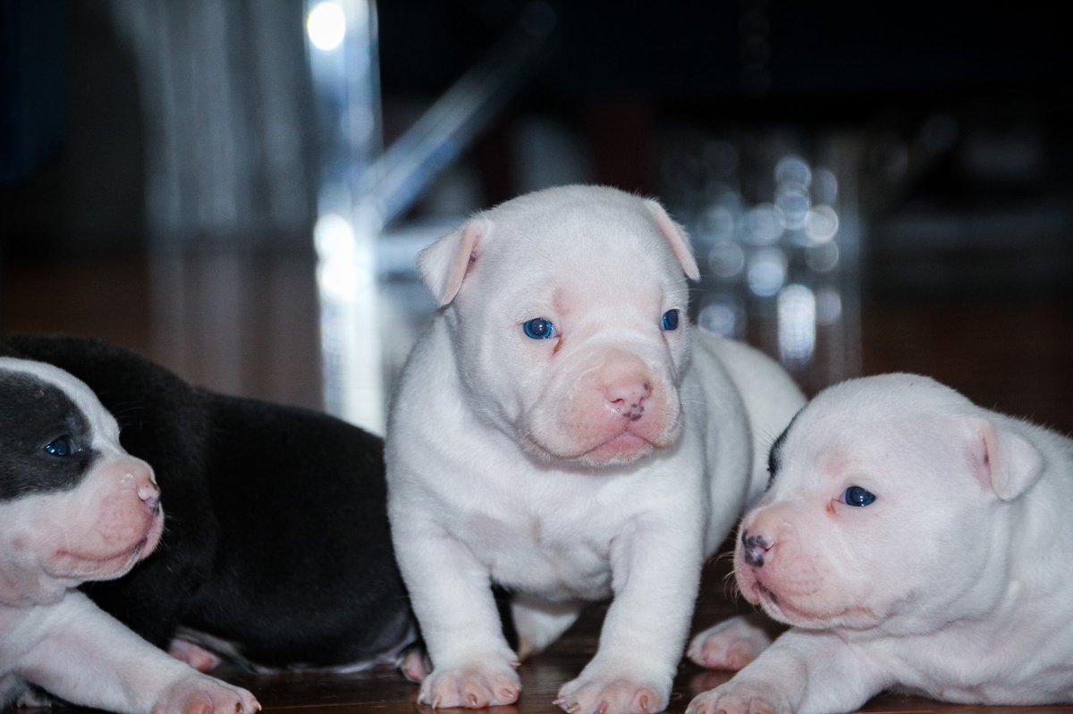 longliveturtle2's tweet image. “There’s a saying. If you want someone to love you forever, buy a dog, feed it and keep it around.”

Photos by me 

#abkc #abkcbully #abkcworldwide🌐 #abkcamericanbully #abkcstrong #abkcworldwide #abkcregistered #theabkc #abkcpuppies #ukc #ukcregistered #ukc