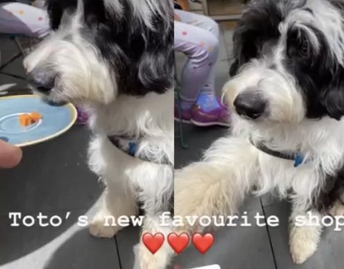 bemorebob2's tweet photo. Pals, in the year weโve been open weโve only met one other borderdoodle- our pal Guybrush @monkeyjellyfish
Then today, two come to visit!
They donโt know each other, but both came from Bristol to visit us - isnโt that amazing! What a coincidence!
Toto & Callie #borderdoodle https://t.co/WerXD2SmGG