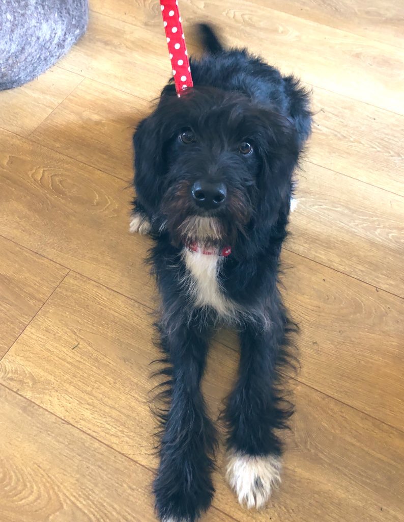 bemorebob2's tweet photo. Pals, in the year weโve been open weโve only met one other borderdoodle- our pal Guybrush @monkeyjellyfish
Then today, two come to visit!
They donโt know each other, but both came from Bristol to visit us - isnโt that amazing! What a coincidence!
Toto & Callie #borderdoodle https://t.co/WerXD2SmGG