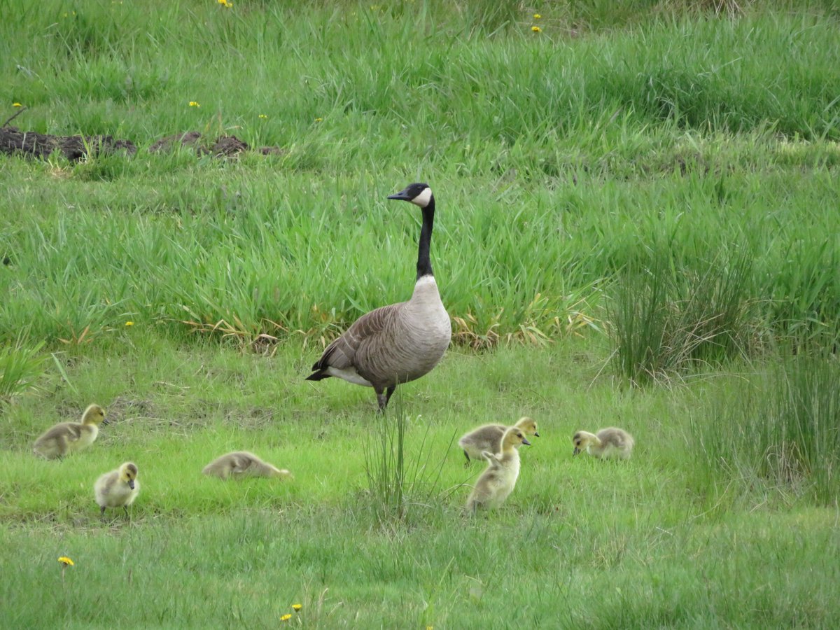 PLKlein_Author's tweet photo. "Children must be taught HOW to think, not WHAT to think." ~ #MargaretMead #ThinkBIGSundayWithMarsha #ThinkingOutLoud #SaturdayMotivation #QuickQuotes #Children #HowToThink #WhatToThink https://t.co/6ZqP7xxOo2