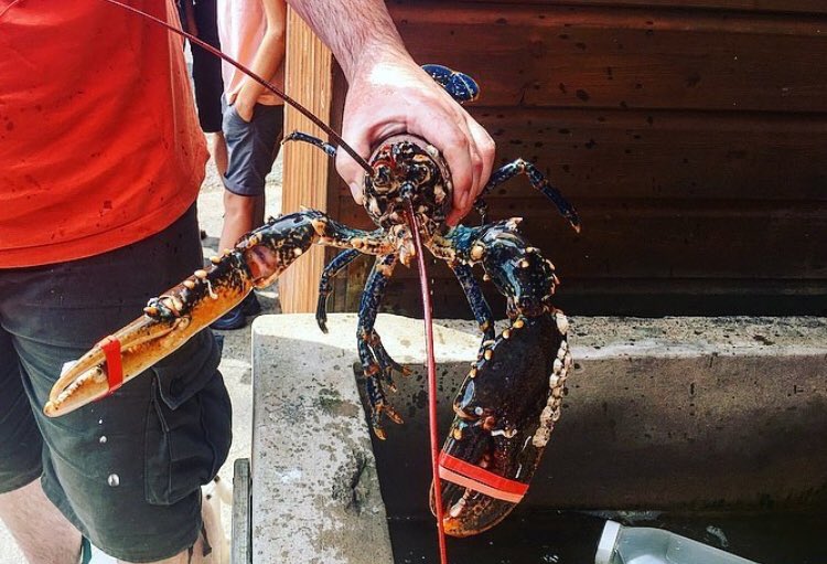 Crail Food Festival tweet media