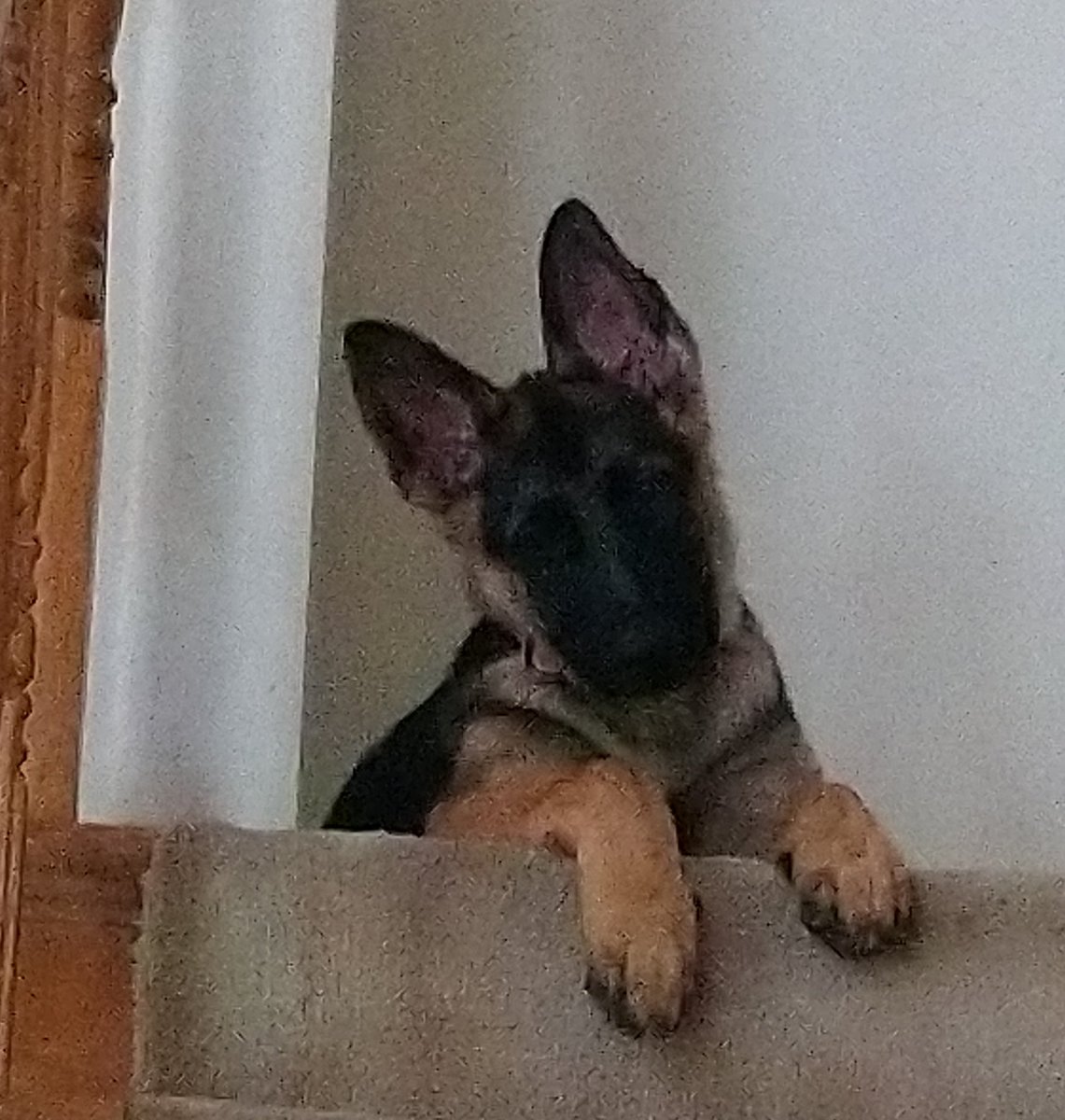 AdventuresDuke's tweet photo. How are you doing?  I'm being babysat by grandma today.  I'm keeping her active watching me today.  Have a good day!
🐶

#GermanShepherd
#gsd #adventuresofduke #puppy #puppylove https://t.co/RJUR0wpSqy