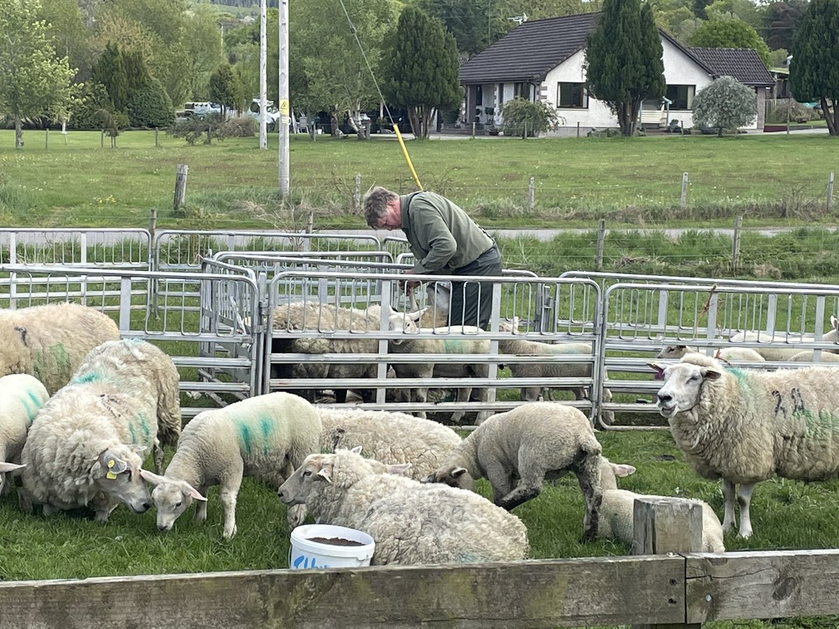 Found <a href="/jgrant_ferguson/">Grant Ferguson</a> happy as a pig in s**t setting records for the slowest sheep work on record. #sheep #crofting #crofter