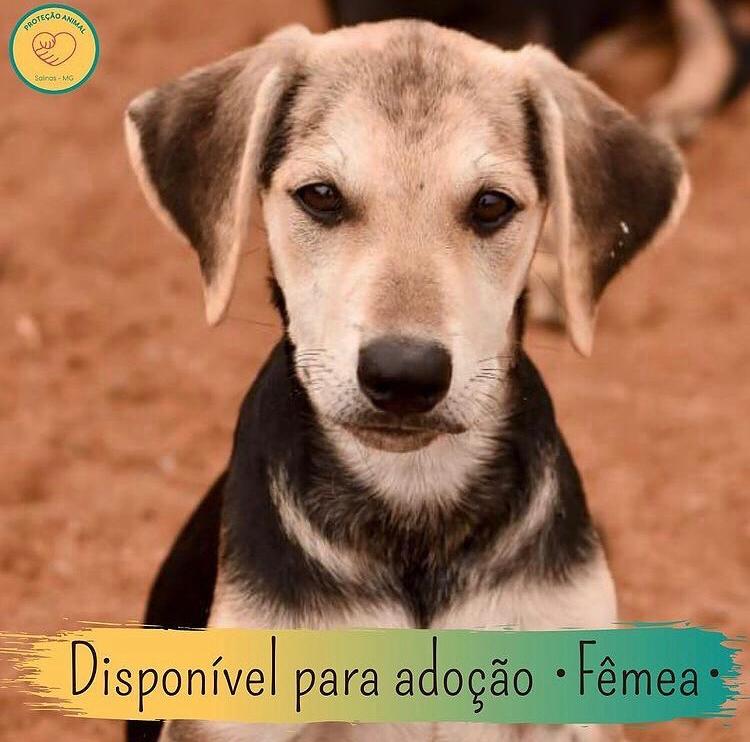 _protecaoanimal's tweet photo. Eles precisam de um lar assim como nós!
Adoção tem o poder de transformar homem e animal em um só coração. 💛🐶 https://t.co/YFa2wIwhQ6