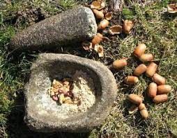 ColleenGHall's tweet photo. If pioneers ran out of flour, they made acorn bread or cornbread. Acorns are plentiful in some parts of the U.S. They can be roasted and ground. I can’t imagine the work. The Indians made flour from acorns, and some pioneers did too. #oldwest https://t.co/UGO15tY5BP #Food #bread https://t.co/BbQOsamakp