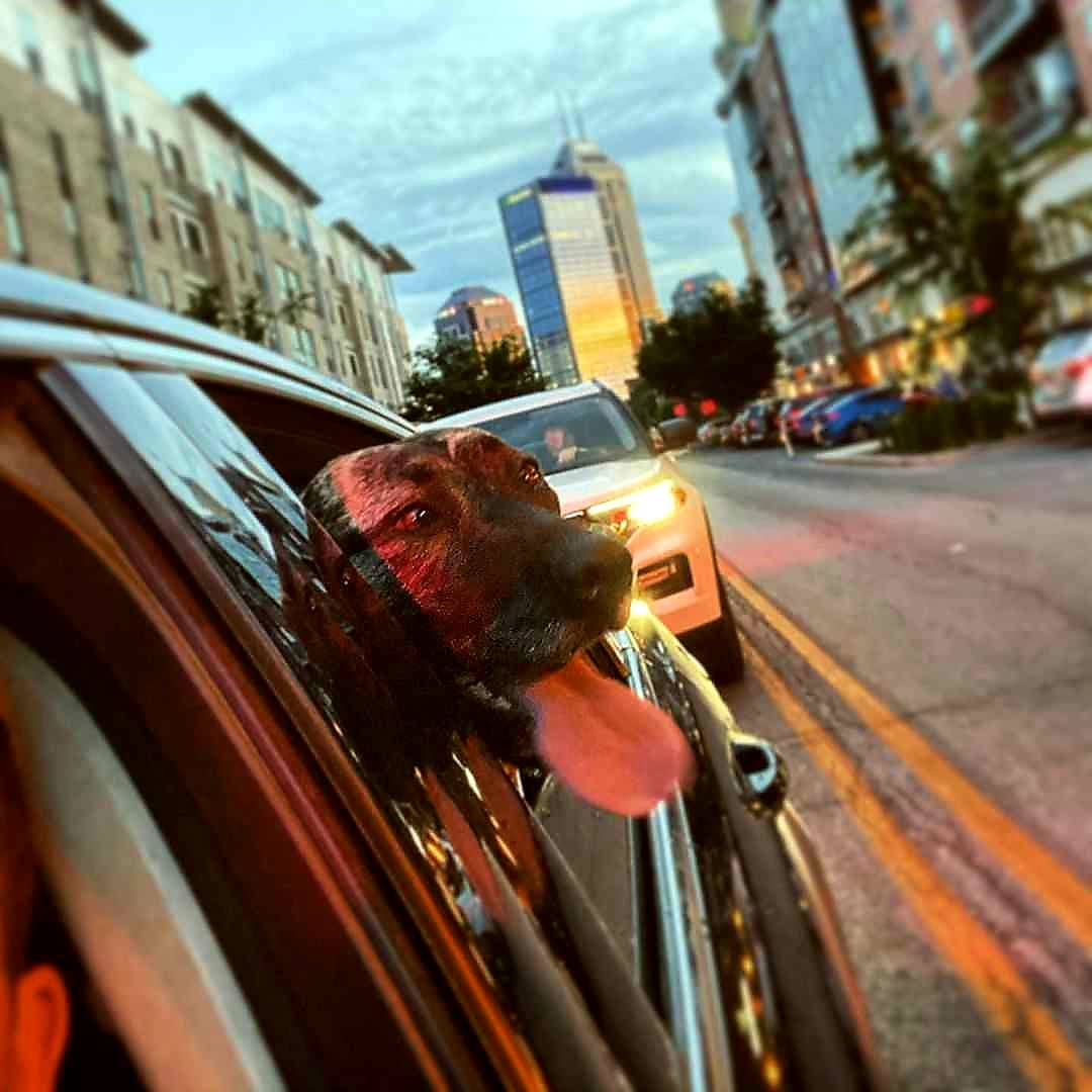 MassAveIndy's tweet photo. LOL! We woof this SO much! ππ―β± #repost IG: @justinkylewebster Tongues out yβall, gonna be a doggone good summer. πΆπ
#Indy #dogsofinstagram #indydogs #massave #Ginger
#MassavelyDifferent #LoveIndy #BackDowntownIndy #photooftheday https://t.co/8lBGc24ayX