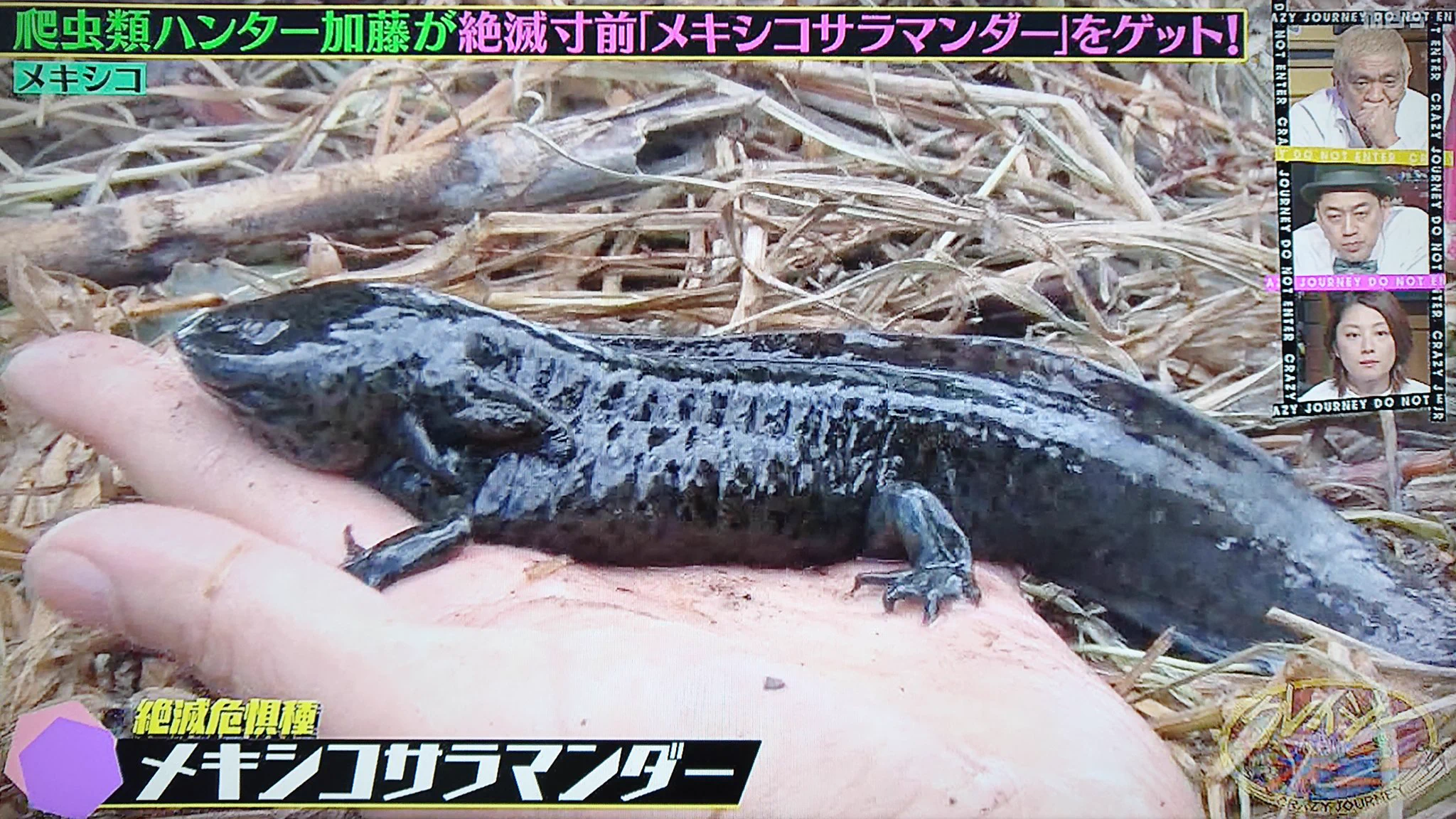 @Axolotl2013 これはブラックに入るんですかね？ 