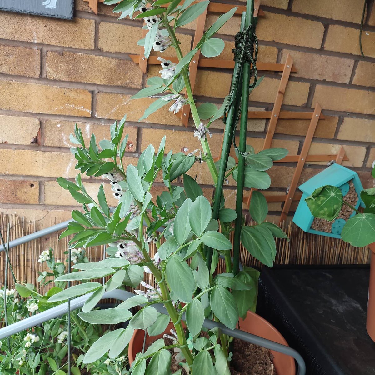 moa_bg's tweet photo. #purpletipi #peas (indoor) not as big a plant as I would have liked but it has very little root space. The ones on the balcony are still growing though

#broadbean is looking stellar

#norli peas in full #flower

So much development over three days away! https://t.co/jSrrlGo6Bo