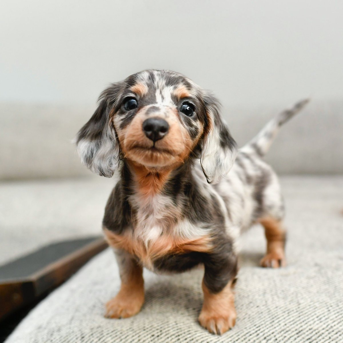 Meet Mae! She’s new around here....and here to stay 😊