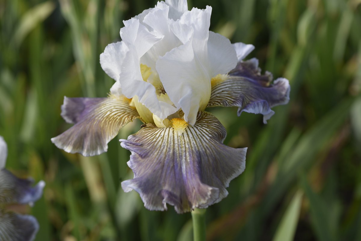 IrisUmbriaIt's tweet photo. Today's iris is Ciel Gris sur Poilly (Cayeux, 2011). The subtlest and most beautifully nuanced grey on white with a touch of gold at the heart. Like the wing of a moth or the breast of a dove - exquisite. https://t.co/4ENuLtFTjY