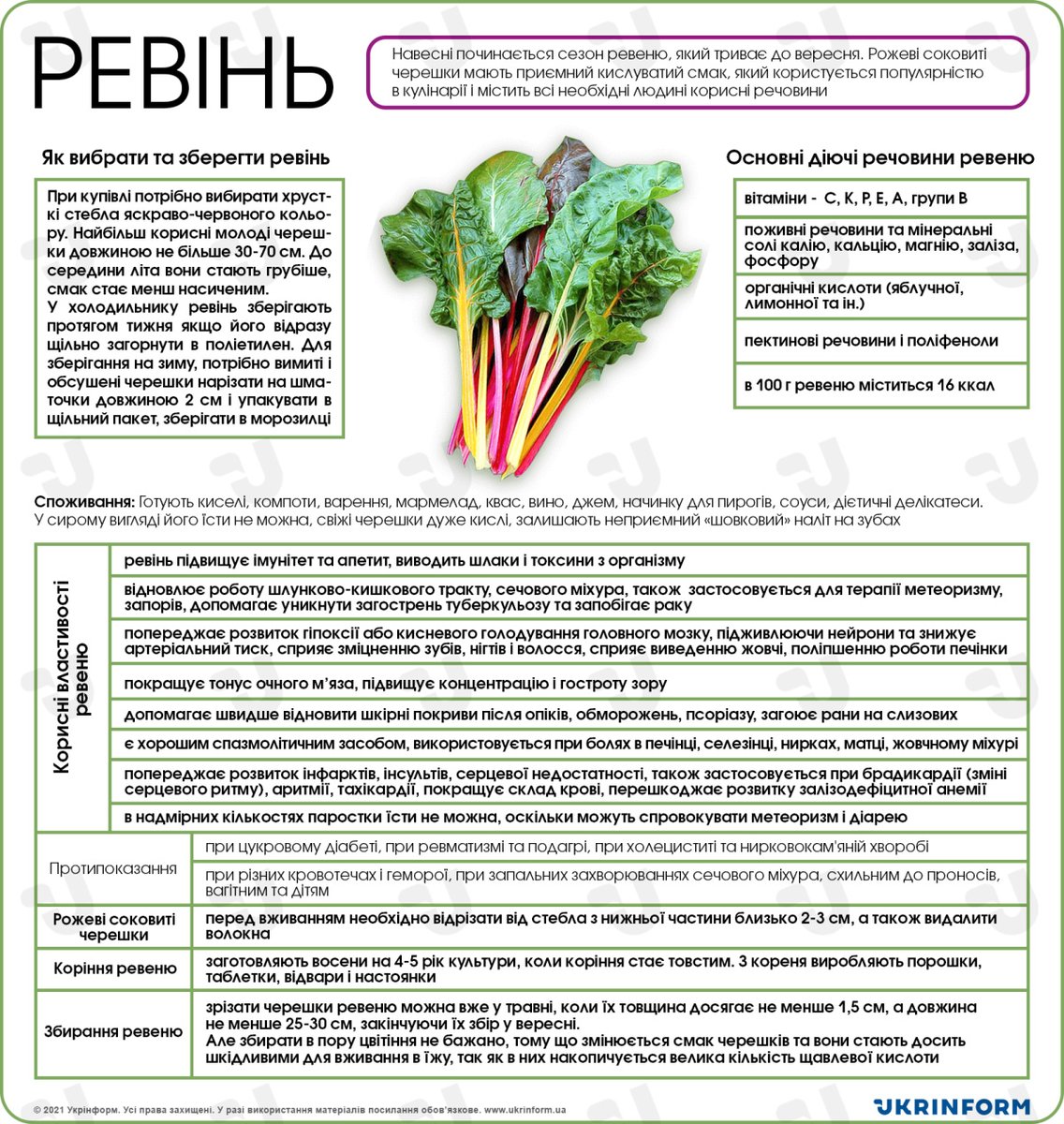 Польза ревеня для организма. Ревень полезные свойства. Ревень щавелевая кислота. Ревень волнистый rhabarbarum. Чем полезен ревень.