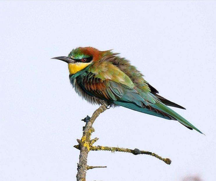 AllanConlin's tweet photo. Just your 'average' π day on #Unst Filming a sum plum Great northern Diver from the end of our garden when a belting European Bee-eater flew past calling away. Chuffed! #Unstmagic #findtick library πΈ from #Shetland2019 https://t.co/qeDMwJDWKG