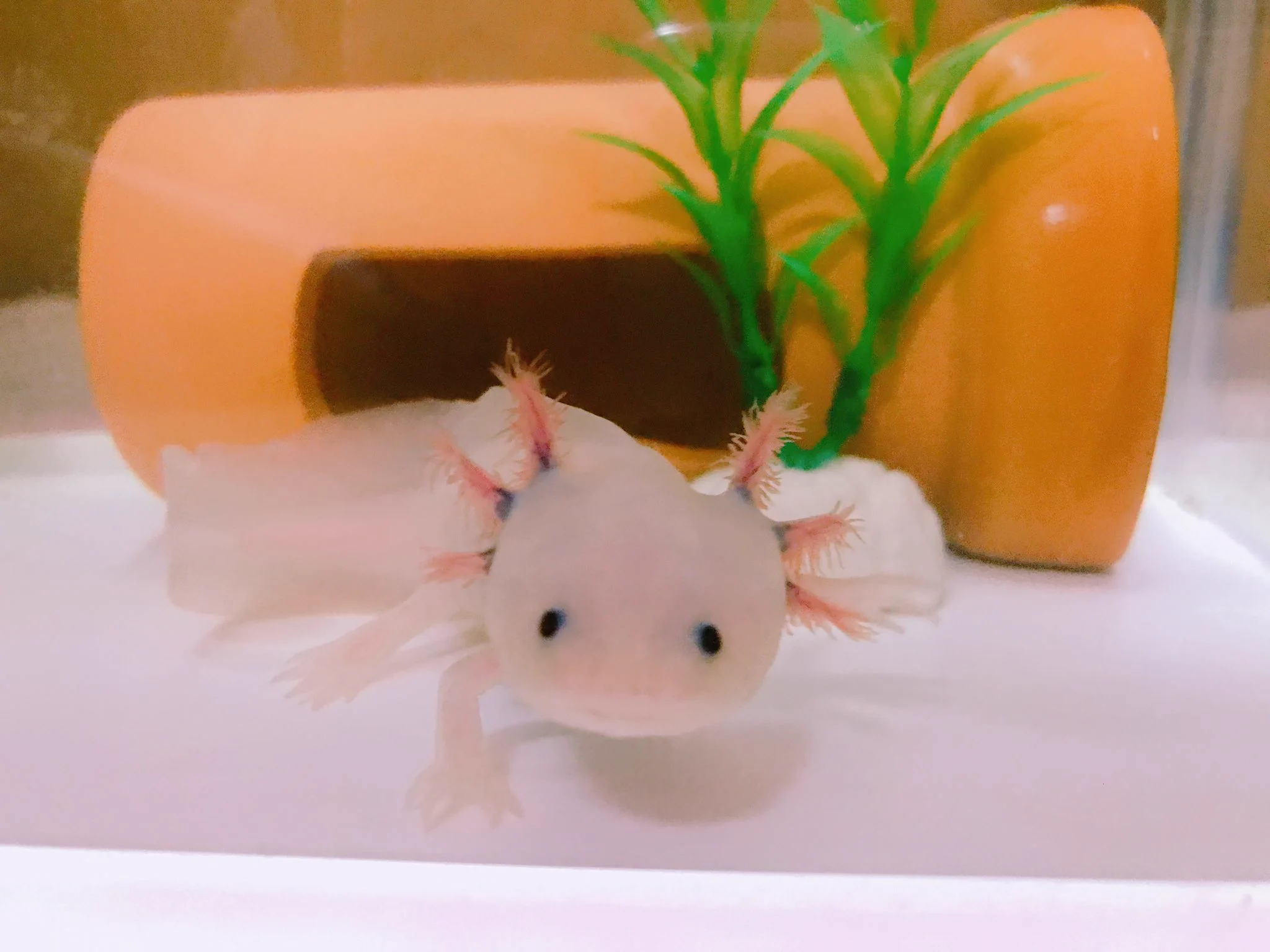 @Axolotl2013 2年ほど前にお空に飛んでいった
美人リューシのもじゃくんです♡ 