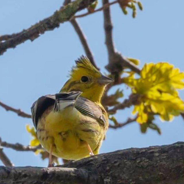 Geelgors #vogelskijken #vogelfotografie #vogelspotten #happybirder #geelgors @vogelnieuws @VroegeVogels @ZOOMnl @Roots_NL @ChipFoto @CameraNU_nl @Natuurmonument @IVNNederland