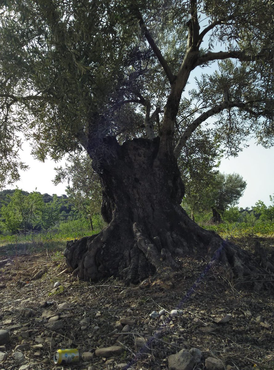 KlyopaCrazy's tweet photo. The #trunks of old #trees are always #beautiful . This trunk is from #Pyreenees #forests and it is the same one from different #Views .
And the #photographer of the trunk above is @Pubudu94 from #ShiLanka .
#NaturePhotography https://t.co/I9YyhwVC9b