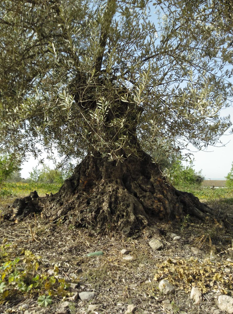 KlyopaCrazy's tweet photo. The #trunks of old #trees are always #beautiful . This trunk is from #Pyreenees #forests and it is the same one from different #Views .
And the #photographer of the trunk above is @Pubudu94 from #ShiLanka .
#NaturePhotography https://t.co/I9YyhwVC9b