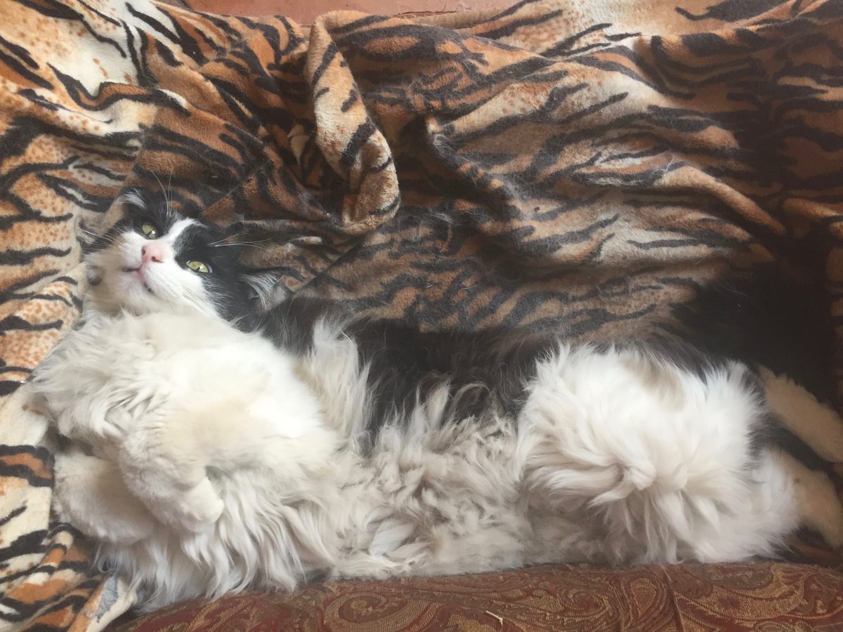 DeVelvaDeWitt's tweet photo. Looky here! This is Puddin. He's so #cute, right? So remember, when he gets up from his bed, just shake his #kitty warmer out and borrow it to make a lovely table setting. That's what I've been tryin' to teach you all week long. https://t.co/74d6m9XdM8