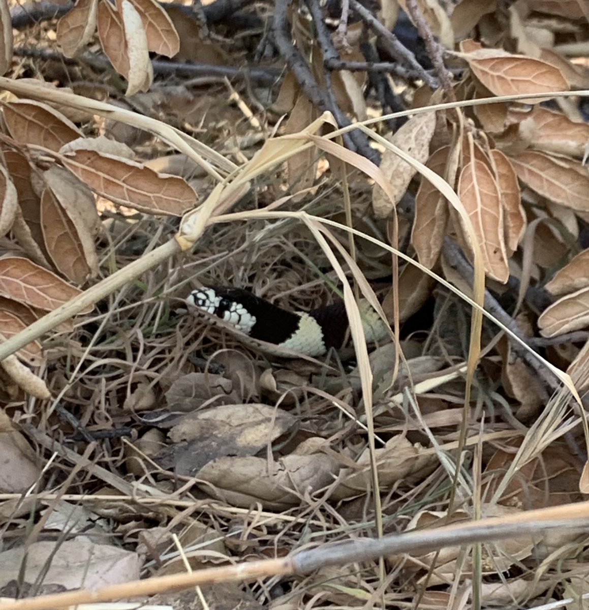 Josh Ruffell tweet media