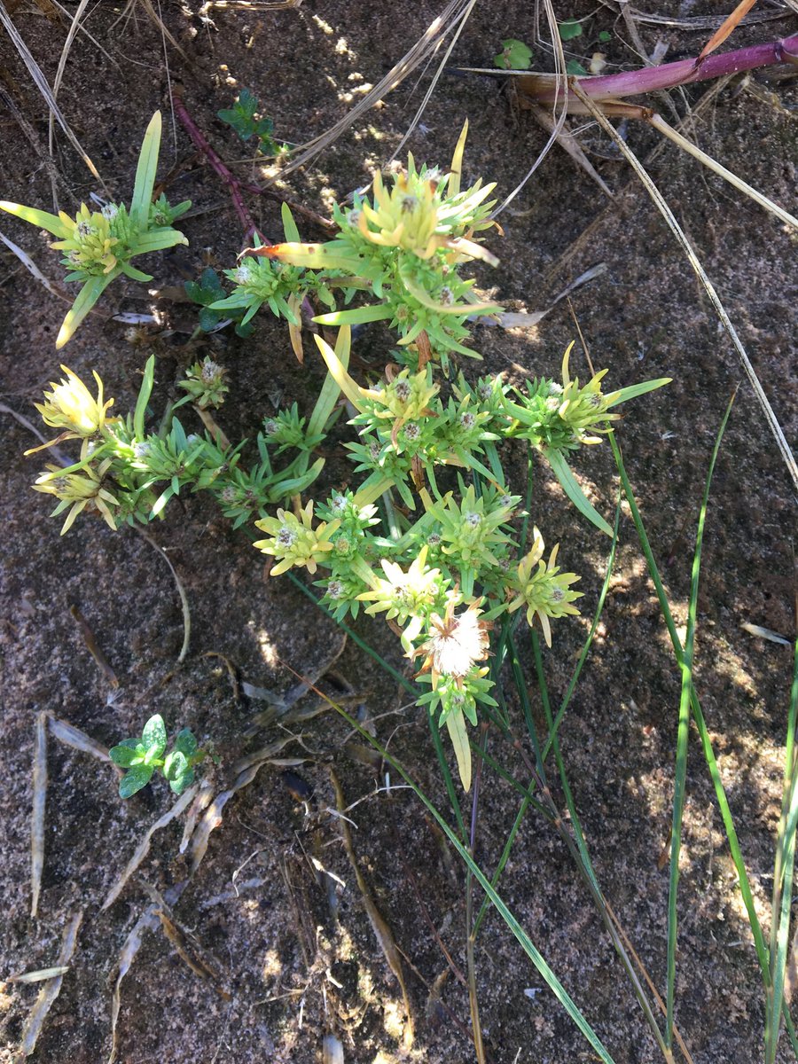 _swamphag's tweet photo. Just a few endangered species that call PEI home - Gulf of St. Lawrence Aster, Little Brown Bat, Beach Pinweed, and Piping Plover. No better time than #EndangeredSpeciesDay to learn about SAR in your own backyard &amp; conservation actions to support resilient biodiversity https://t.co/Ookr3WSgef