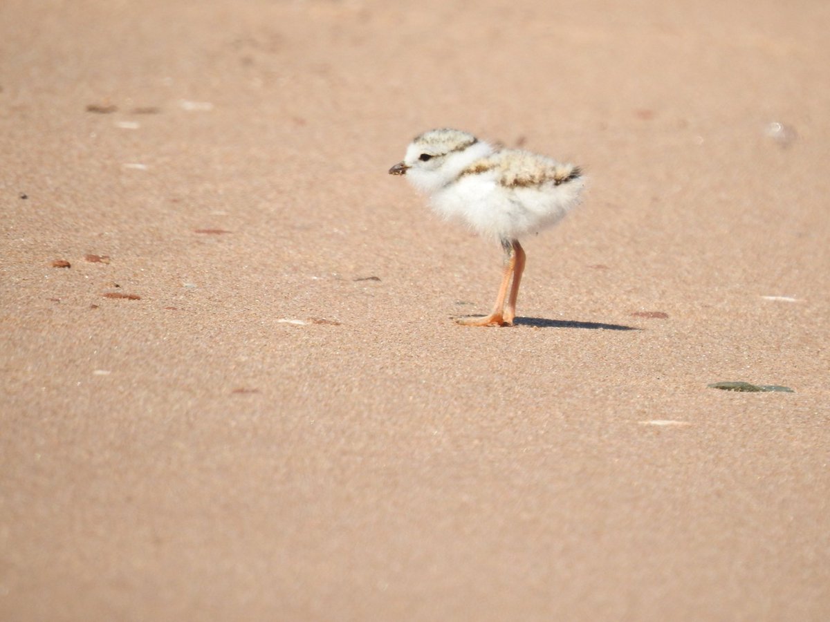 _swamphag's tweet photo. Just a few endangered species that call PEI home - Gulf of St. Lawrence Aster, Little Brown Bat, Beach Pinweed, and Piping Plover. No better time than #EndangeredSpeciesDay to learn about SAR in your own backyard &amp; conservation actions to support resilient biodiversity https://t.co/Ookr3WSgef