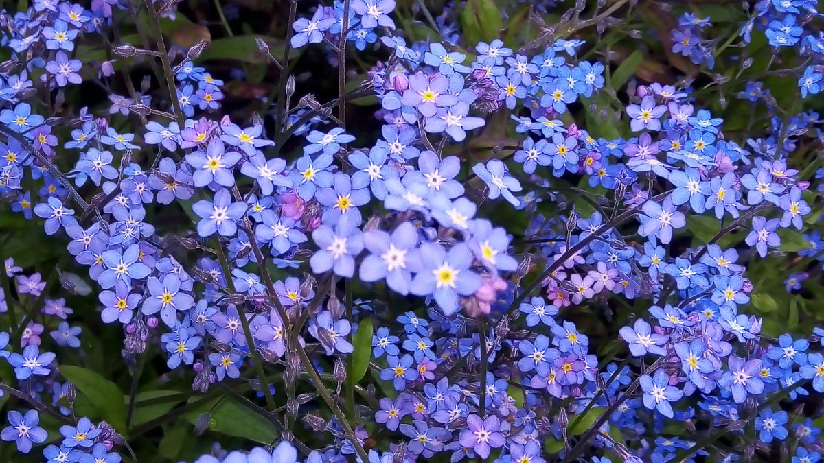 The humble Forget-Me-Not 🙂