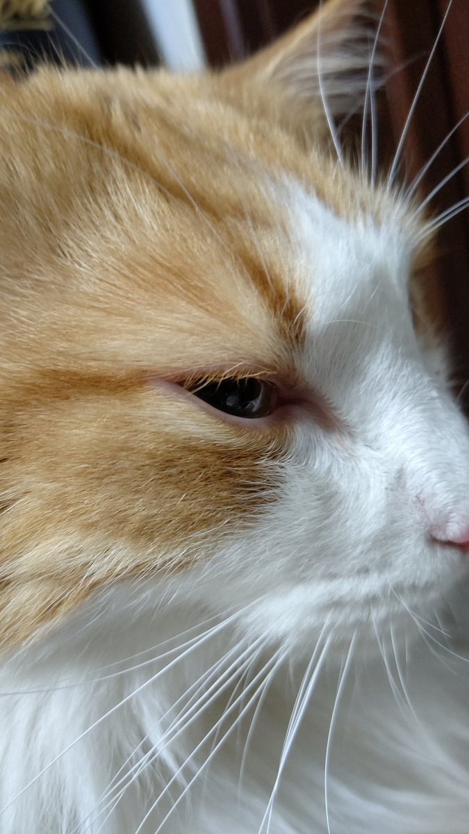 #平日のぬこ撮り部 