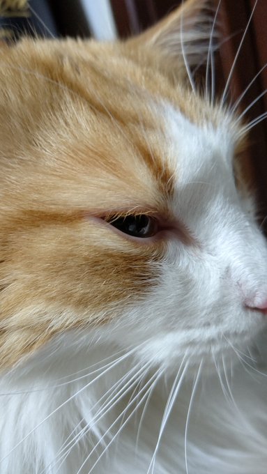 #平日のぬこ撮り部 