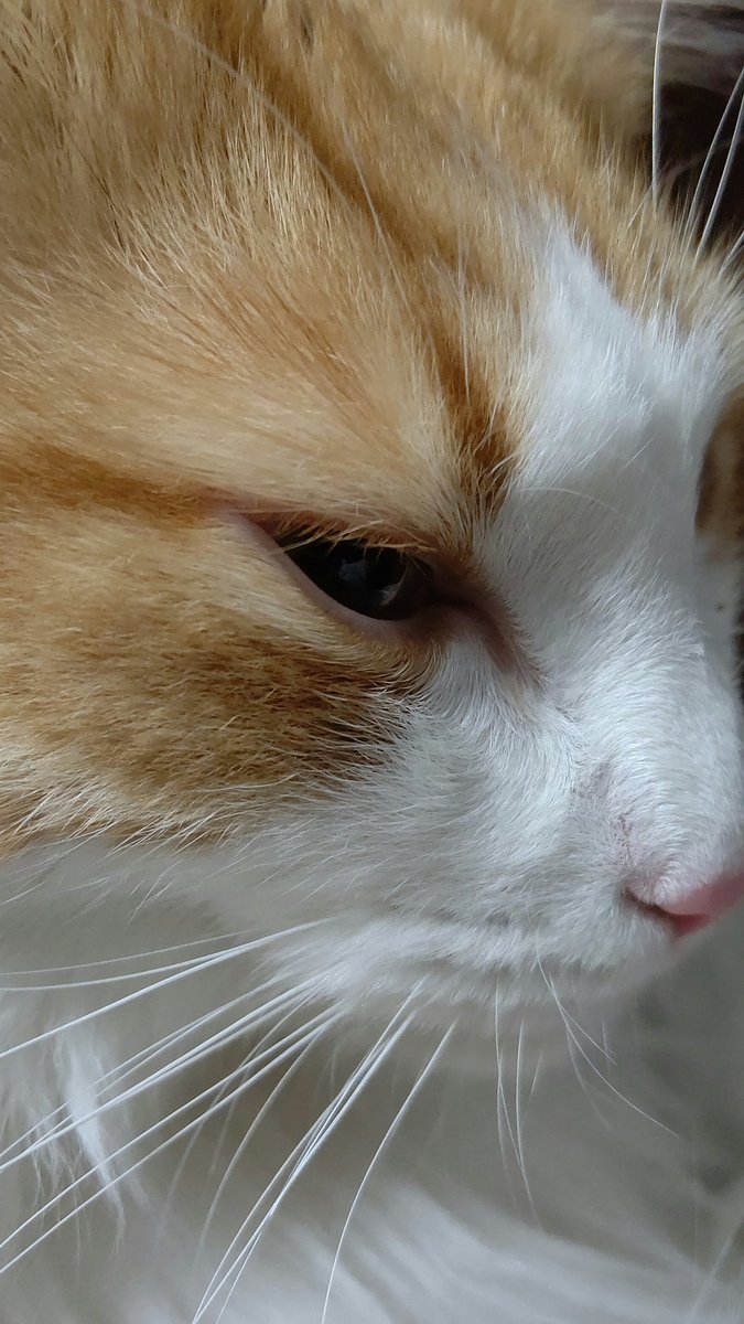 #平日のぬこ撮り部 