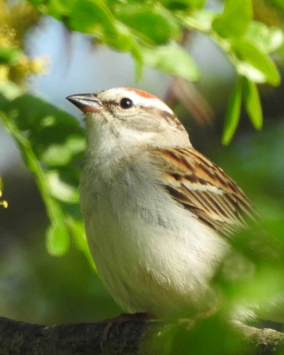 abbysbirds's tweet photo. Is there a Red Lantern for #100birds? The first Prothonotary Warbler that I finally set eyes on, not that I got a photo, put me at 100, and then this Chipping Sparrow got me 101!
#birdnerd #birdblog #biggishyear https://t.co/fat6MLI7il
