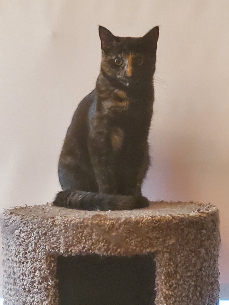 Wolfsythen's tweet photo. Tex loves watching from her perch #kitten #cute https://t.co/B6BtaERhHx