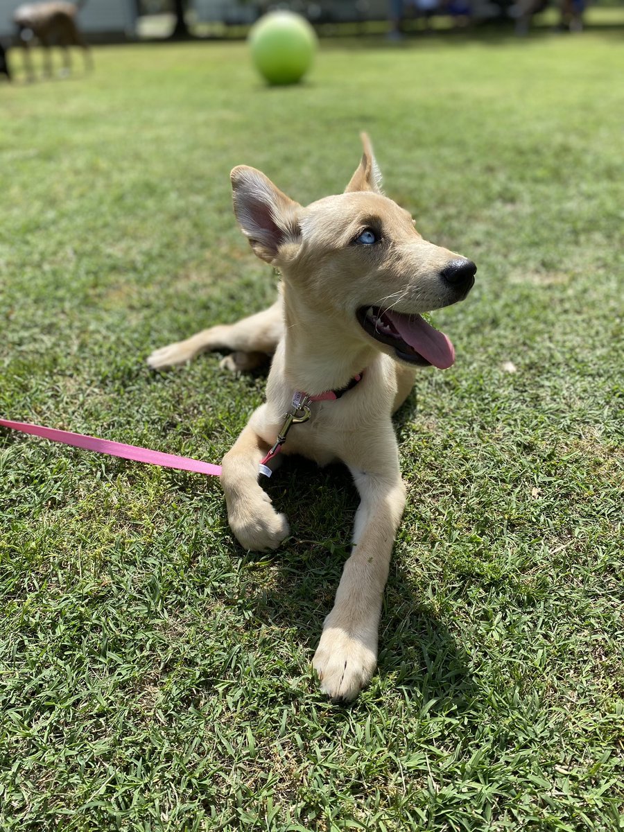 Itsbrianakay's tweet photo. Our newest addition, Jordy🥰 https://t.co/DxlyYzRHpJ