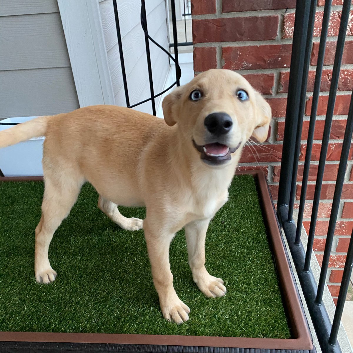Itsbrianakay's tweet photo. Our newest addition, Jordy🥰 https://t.co/DxlyYzRHpJ