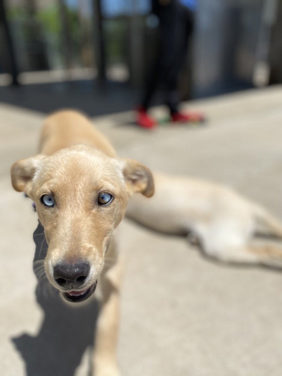 Itsbrianakay's tweet photo. Our newest addition, Jordy🥰 https://t.co/DxlyYzRHpJ