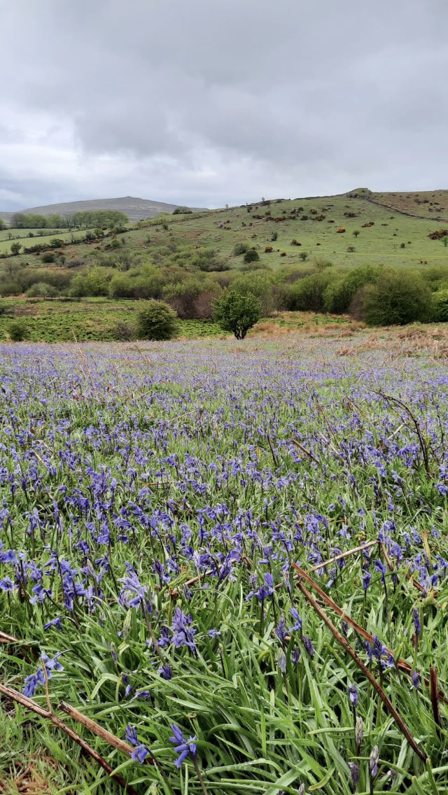 SBurforz's tweet photo. Best of Dartmoor today bluebells ponies stunning views and yep even the  ☀️ @DPT_SecureCare https://t.co/IkwVJyIJci