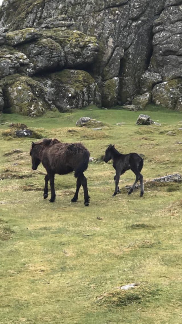SBurforz's tweet photo. Best of Dartmoor today bluebells ponies stunning views and yep even the  ☀️ @DPT_SecureCare https://t.co/IkwVJyIJci