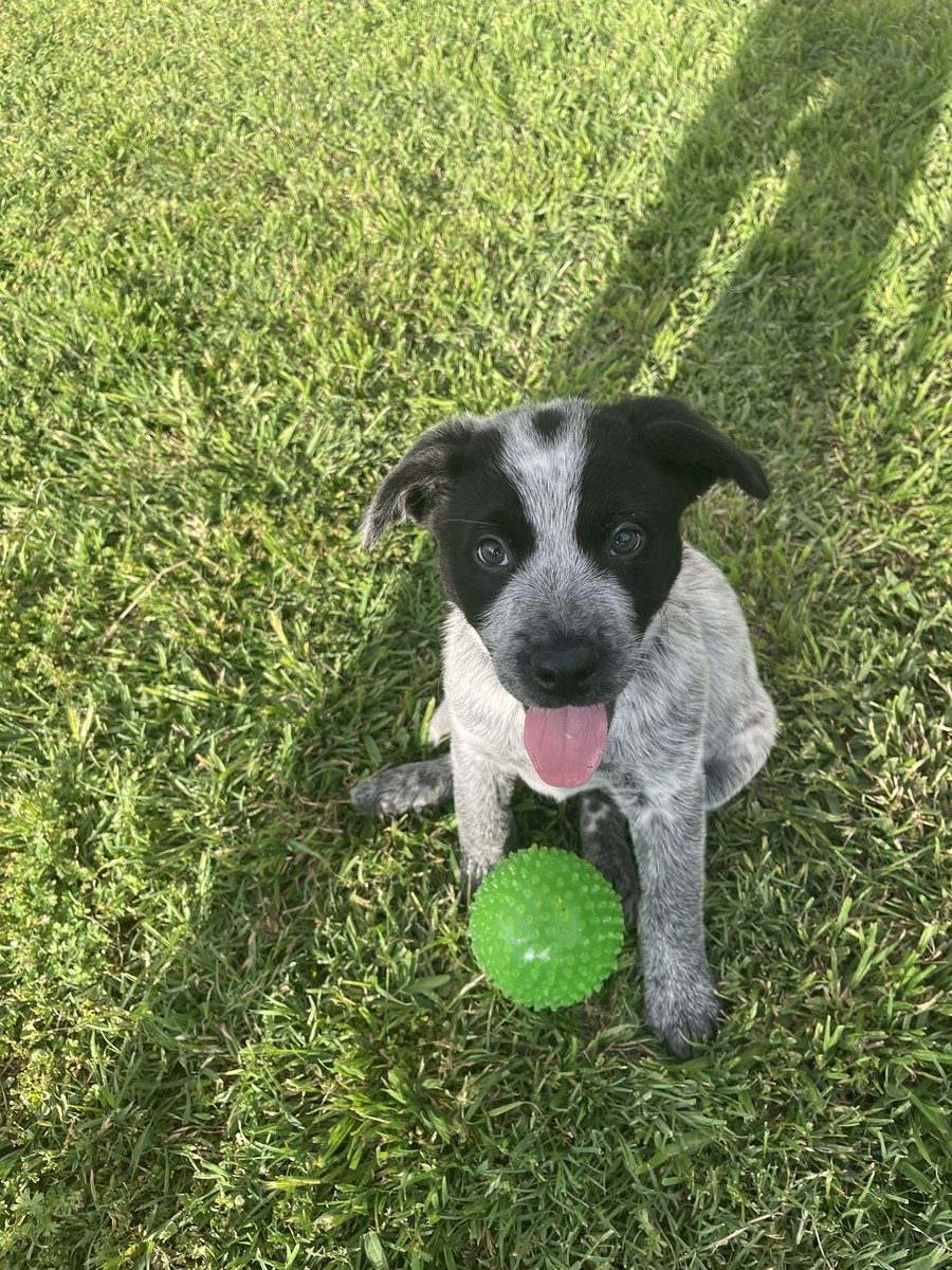 marley_rod's tweet photo. My kids 🥺💗🥰🤩🤗🐶 https://t.co/JGkj20OUT8