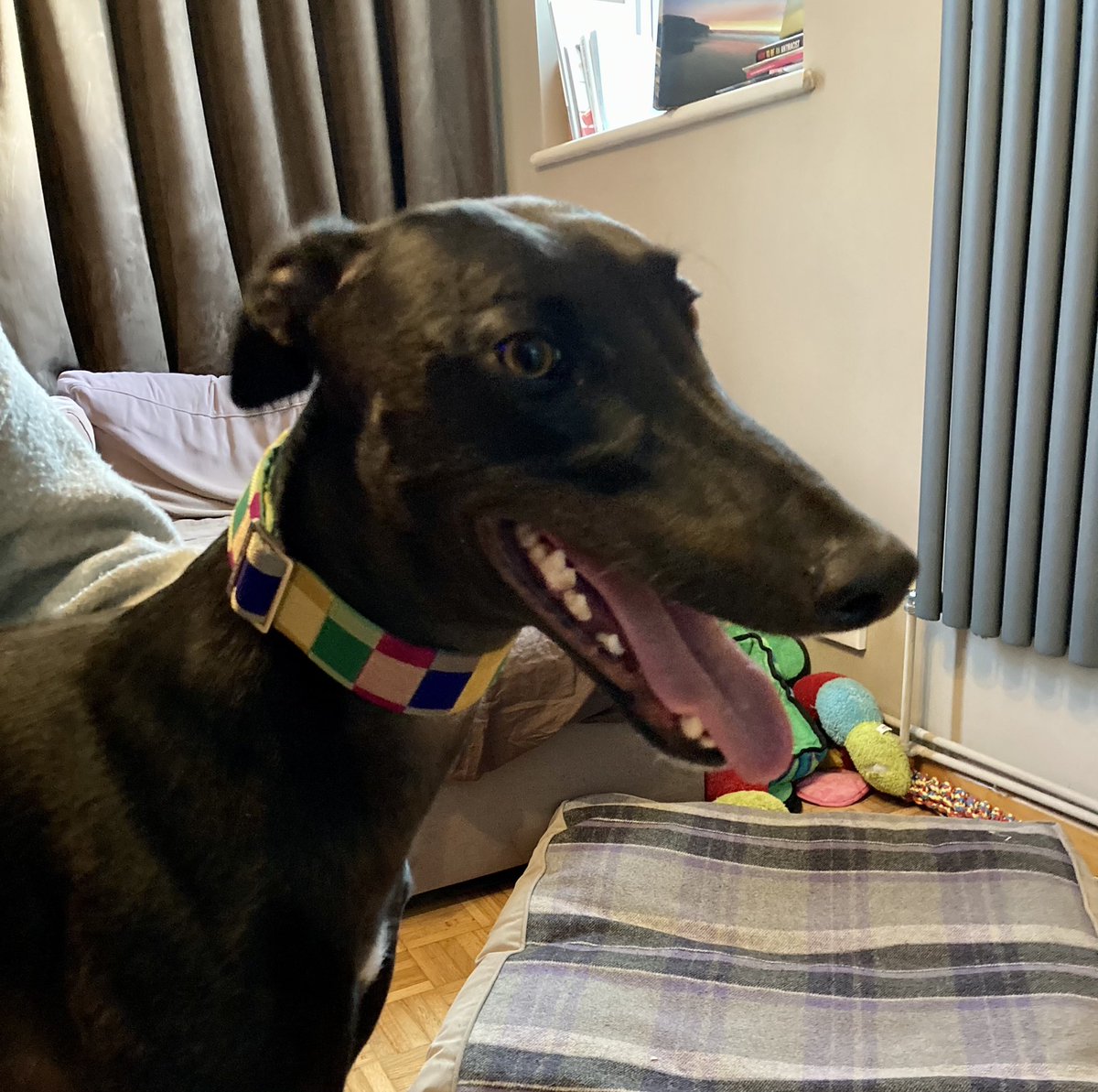 AndyBarrow2012's tweet photo. #Eurovision collar. #DogsOfEurovision https://t.co/YtTNfECXqo