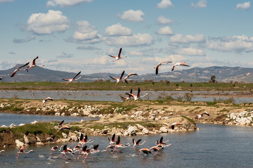 İzmir’in UNESCO Doğa Mirası kriterlerini sağlayan Gediz Deltası’nın sembolü: Flamingolar.....                                                      #GedizDeltası #DünyaMirasıGedizDeltası #UNESCODünyaMirası #Flamingo