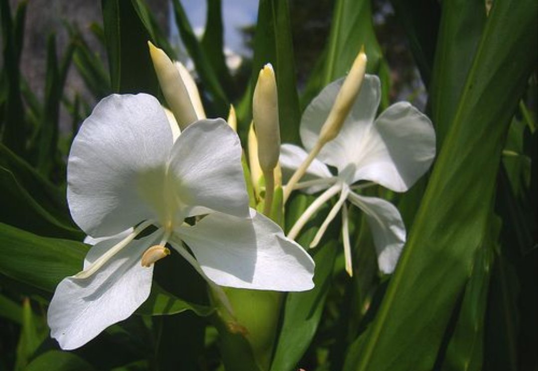 Muchas felicidades en su cumpleaños este 22 de mayo a la Vicepresidenta de la Asamblea Nacional del #PoderPopular de #Cuba🇨🇺, <a href="/anamarianpp/">Ana Mari Machado</a>.