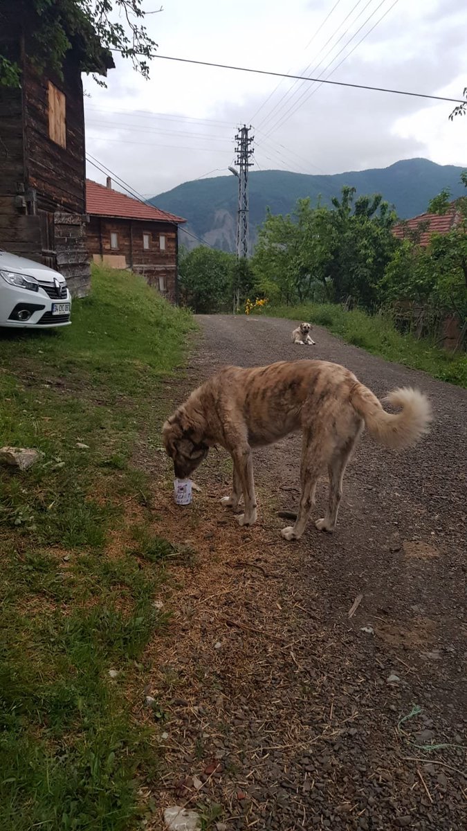 2A Mehmet Yiğit Şentürk
#okuldısarıda