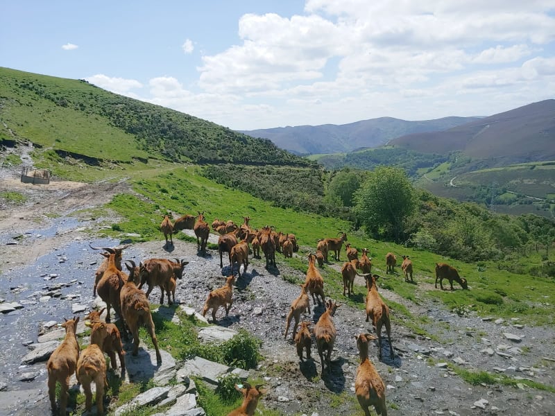 SeridaAst's tweet photo. ¡Buenos días y #Felizdomingo! Os mostramos nuestro nuevo rebaño de #cabra #bermeya en la finca de Illano /Eilao 🐐🐐
Conservando y promoviendo la #biodiversidad 
#Razaautóctona #100x100nuestro #Acriber 

📷Urce García https://t.co/7wgAg4CVvc