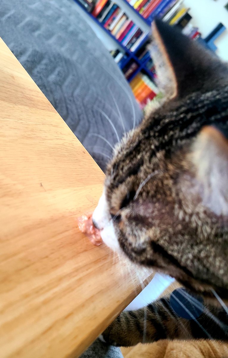 Anyone else have a cat that likes oatmeal? And broccoli? He eats more veggies than my kid. #theokitty #CatsOfTwitter