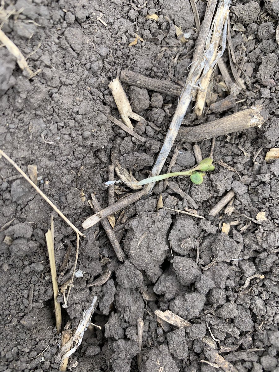 This chonky boy is crushing my dreams. Would love to send a memo out asking #cutworms to chill until the canola actually comes out of the ground, thx.